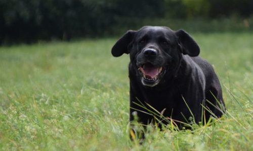 Instinktiv-Hundeschule-Einzeltraining-angebot