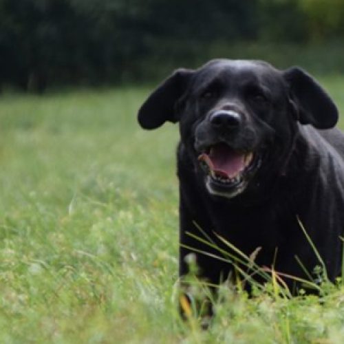 Instinktiv-Hundeschule-Einzeltraining-angebot