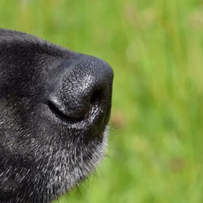 Instinktiv-Hundeschule-Einzeltraining