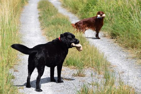 Instinktiv-Hundeschule-Gruppenangebote