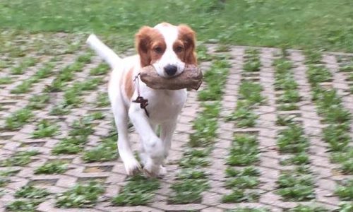 Instinktiv-Hundeschule-Welpengruppe-1