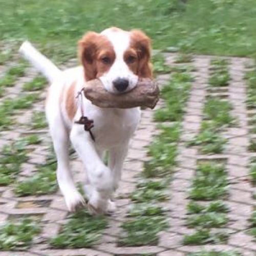 Instinktiv-Hundeschule-Welpengruppe-1