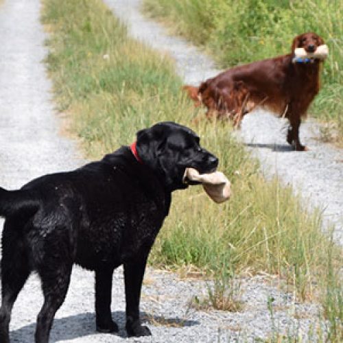 hund-instinktiv-followupgruppe