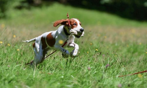 hund-instinktiv-home
