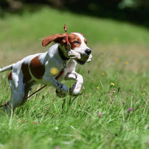 hund-instinktiv-home