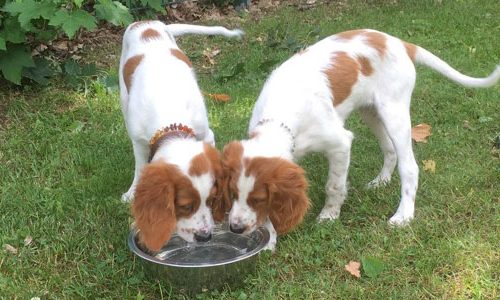 hund-instinktiv-junghundegruppe